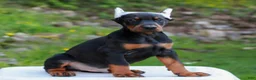 Doberman Pinscher dogs for sale: Archer  - Ad 2