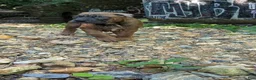 Cane Corso dogs for sale: Andromeda  - Ad 18