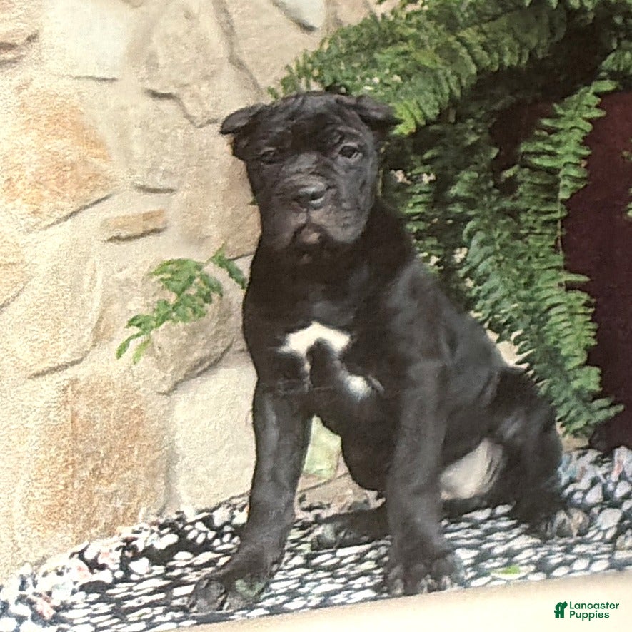 Cane Corso dogs Nina - Ad 29