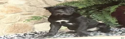 Cane Corso dogs for sale: Nina - Ad 1