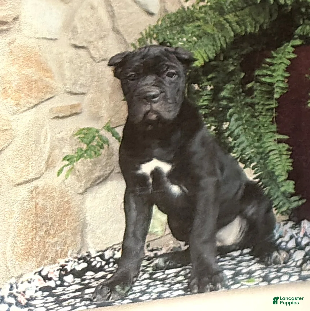 Cane Corso dogs for sale: Nina - Ad 1
