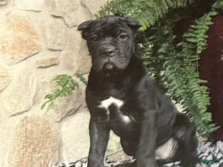 Cane Corso dogs Nina - Ad 29