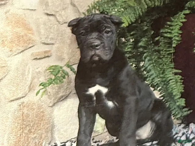Cane Corso dogs Nina - Ad 39