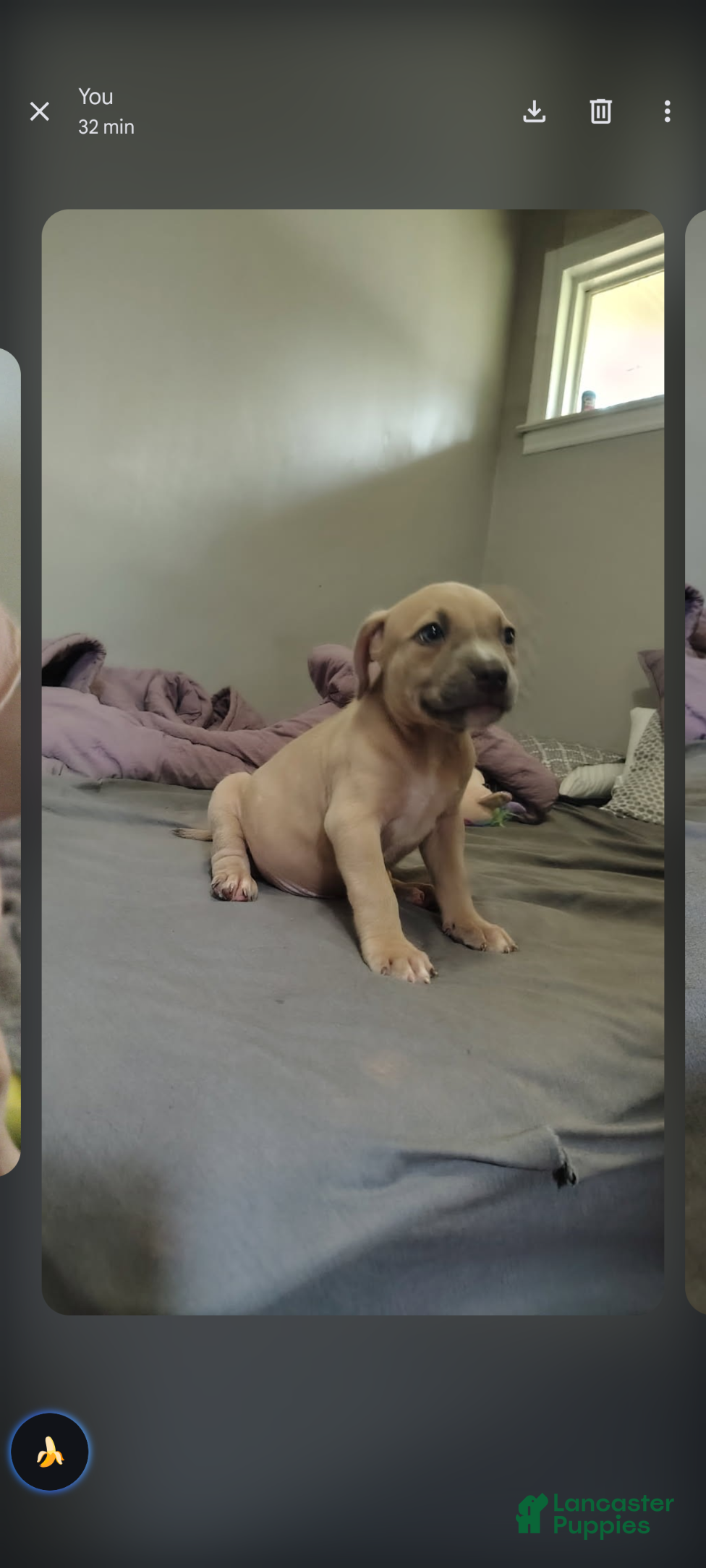 American Staffordshire Terrier dogs American Staffordshire Terrier 3 - Ad 28