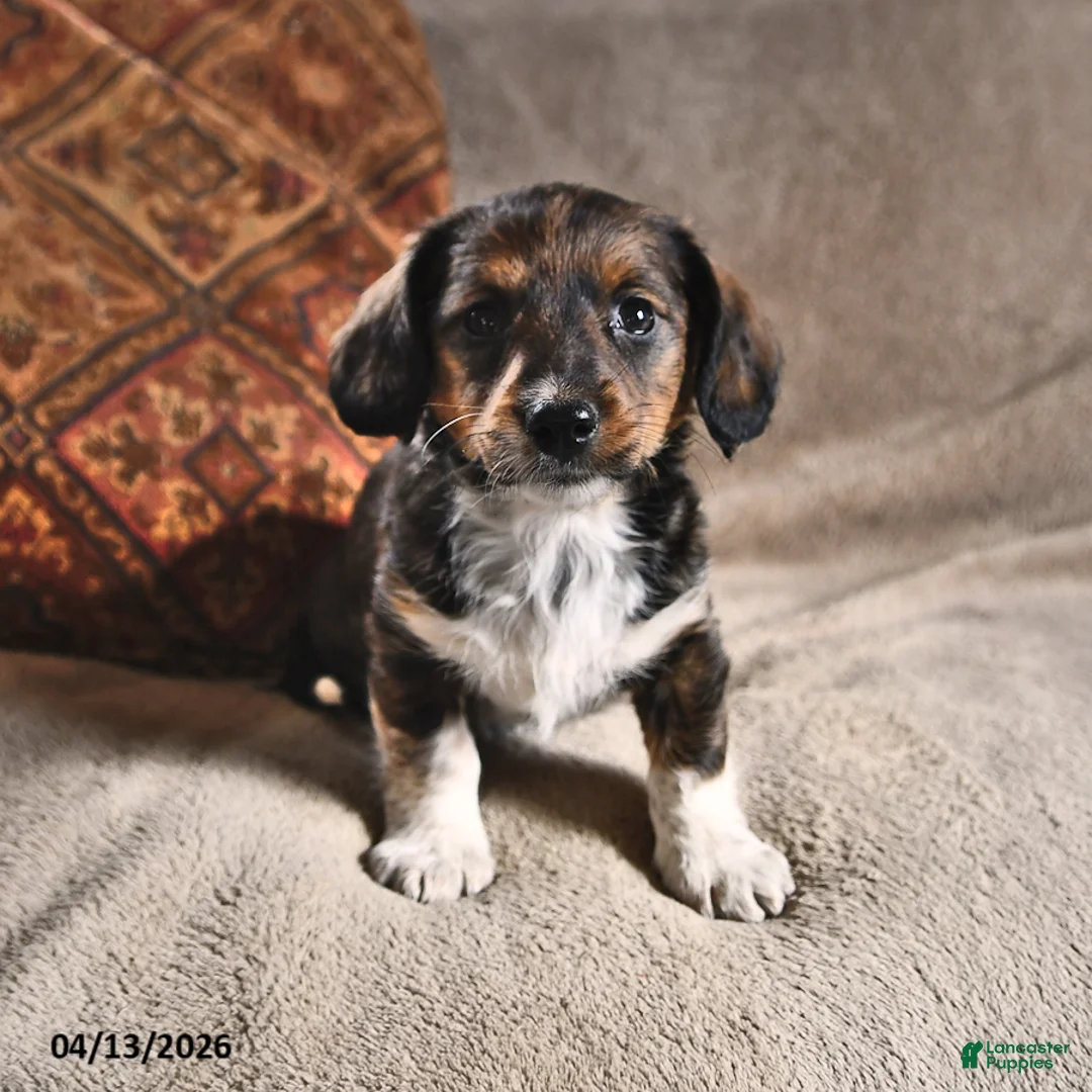 Miniature Dachshund dogs for sale: Delta - Ad 2