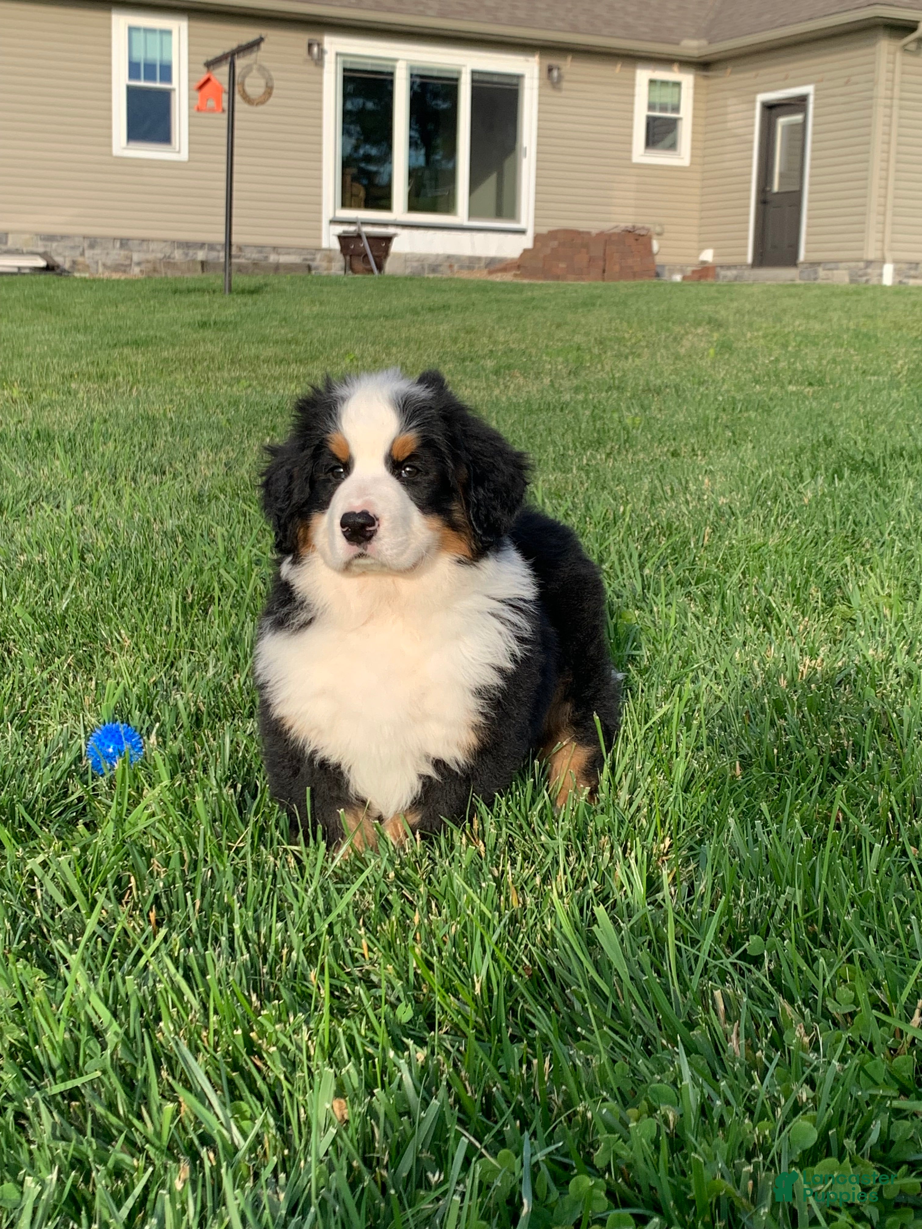 Bernese Mountain Dog dogs for sale: Nemo - Ad 13