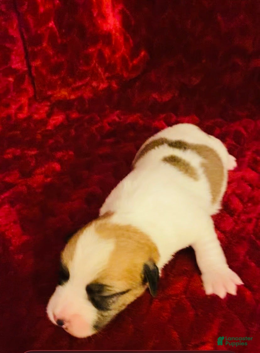Jack Russell Terrier dogs Jack Russell Terrier Puppy 2 - Ad 1