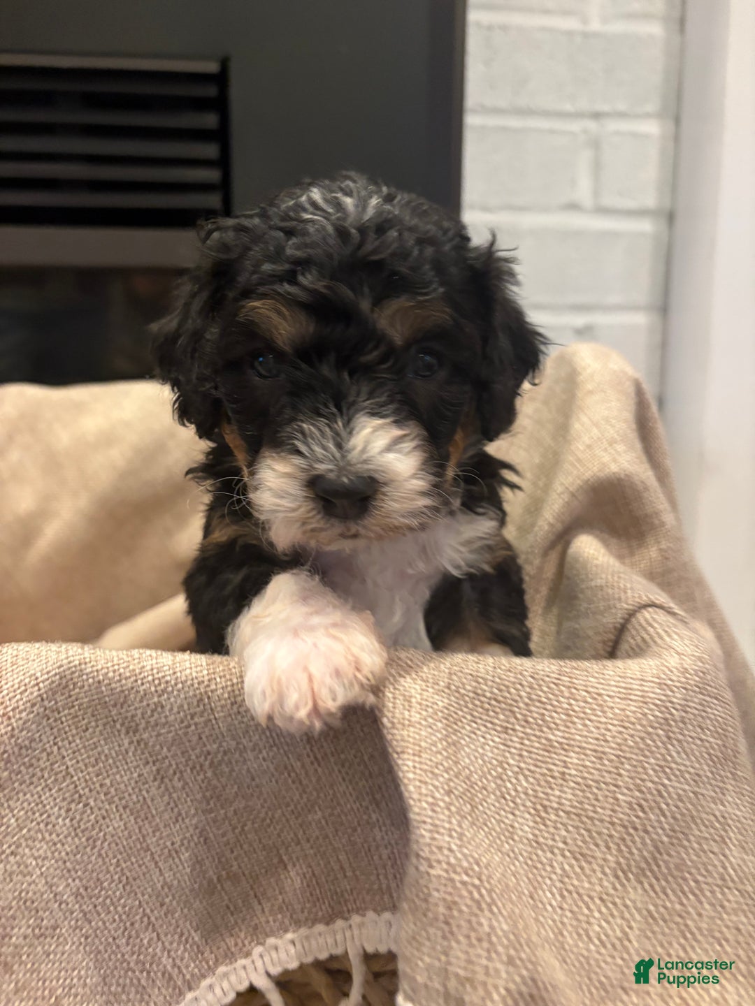 Mini Bernedoodle dogs for sale: Sophie - Ad 5