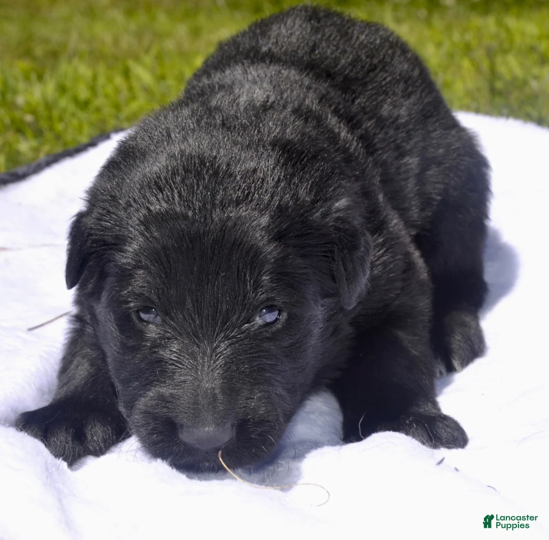 German Shepherd dogs for sale: Molly - Ad 2