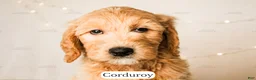 Goldendoodle dogs for sale: Corduroy - Ad 17