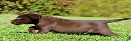 Labrador Retriever dogs for sale: Champ - Ad 9