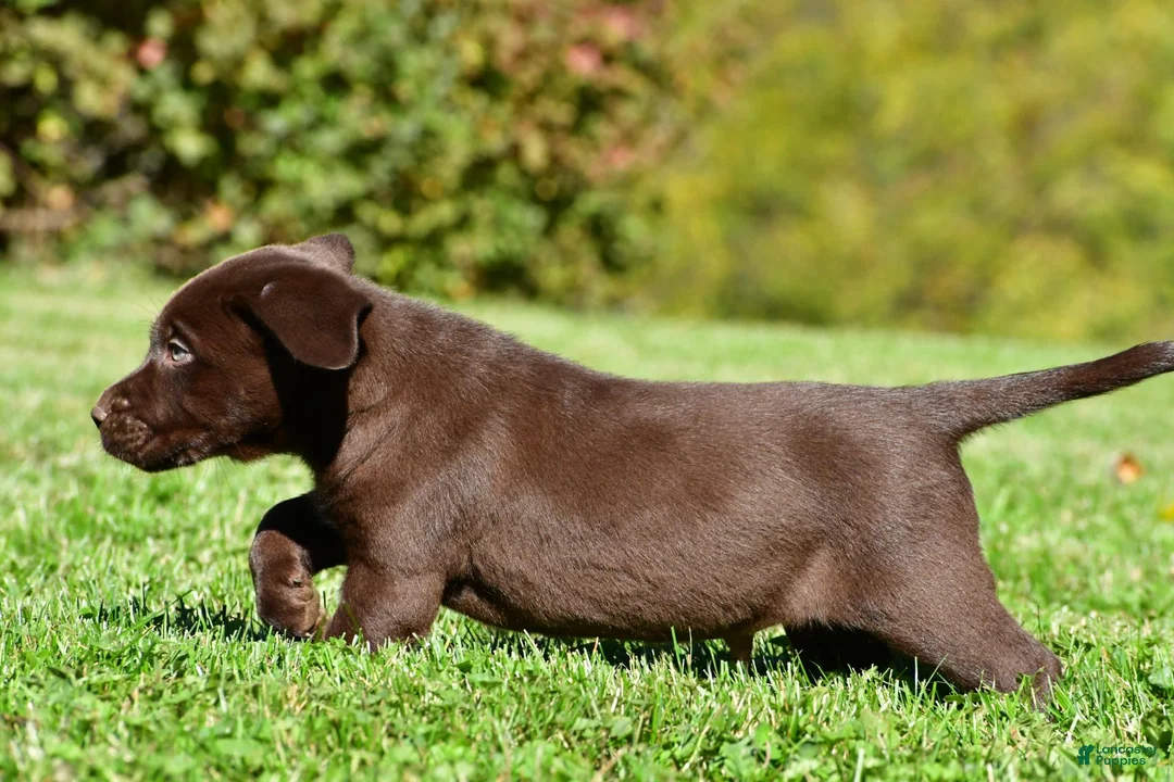Labrador Retriever dogs for sale: Champ - Ad 9