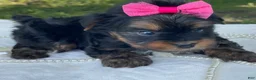 Yorkshire Terrier dogs for sale:  River - Ad 5