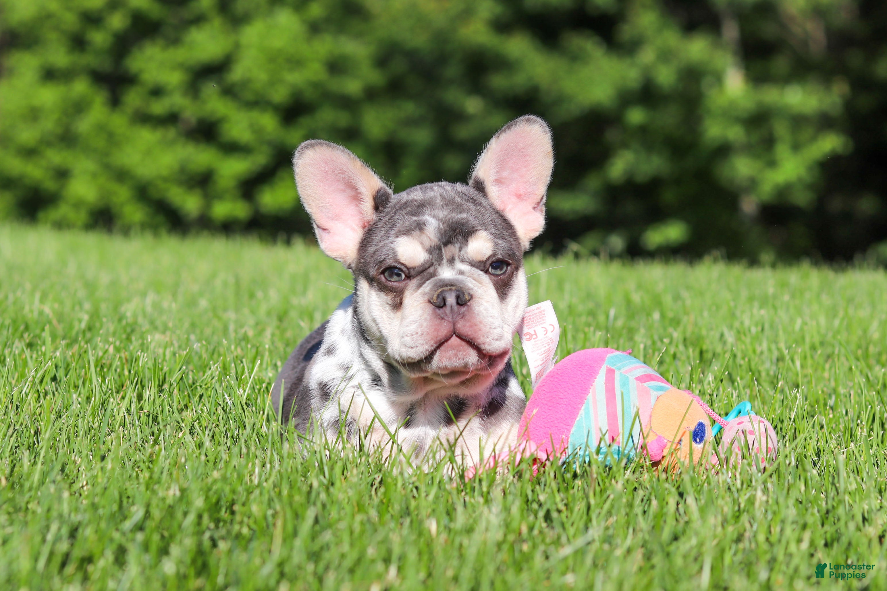 French Bulldog dogs for sale: Koda - Ad 8