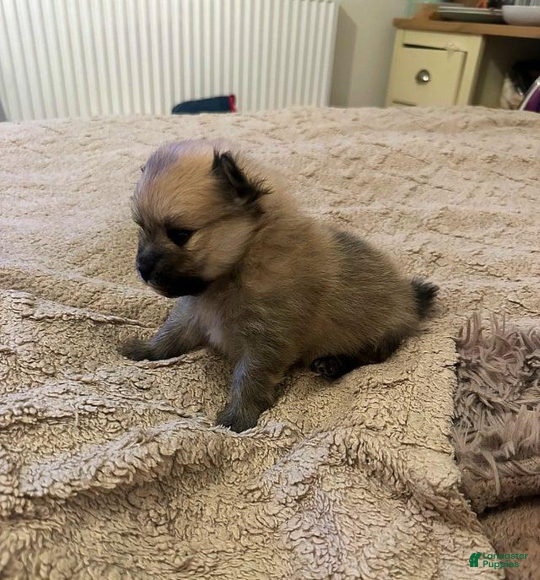 Pomeranian dogs for sale: Molly - Ad 11