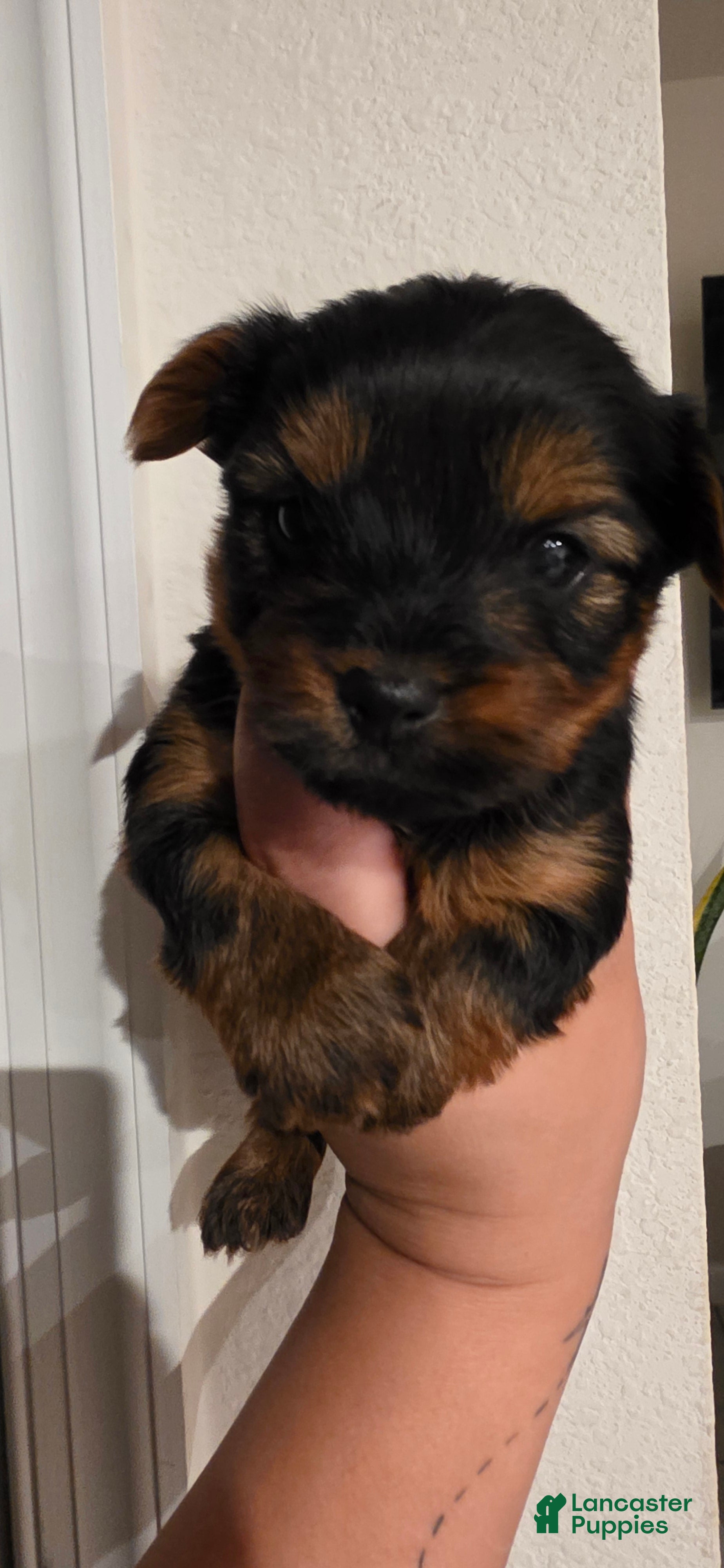 Yorkshire Terrier dogs Gambit - Ad 38