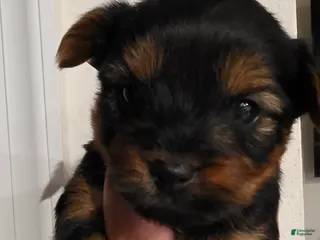 Yorkshire Terrier dogs Gambit - Ad 24