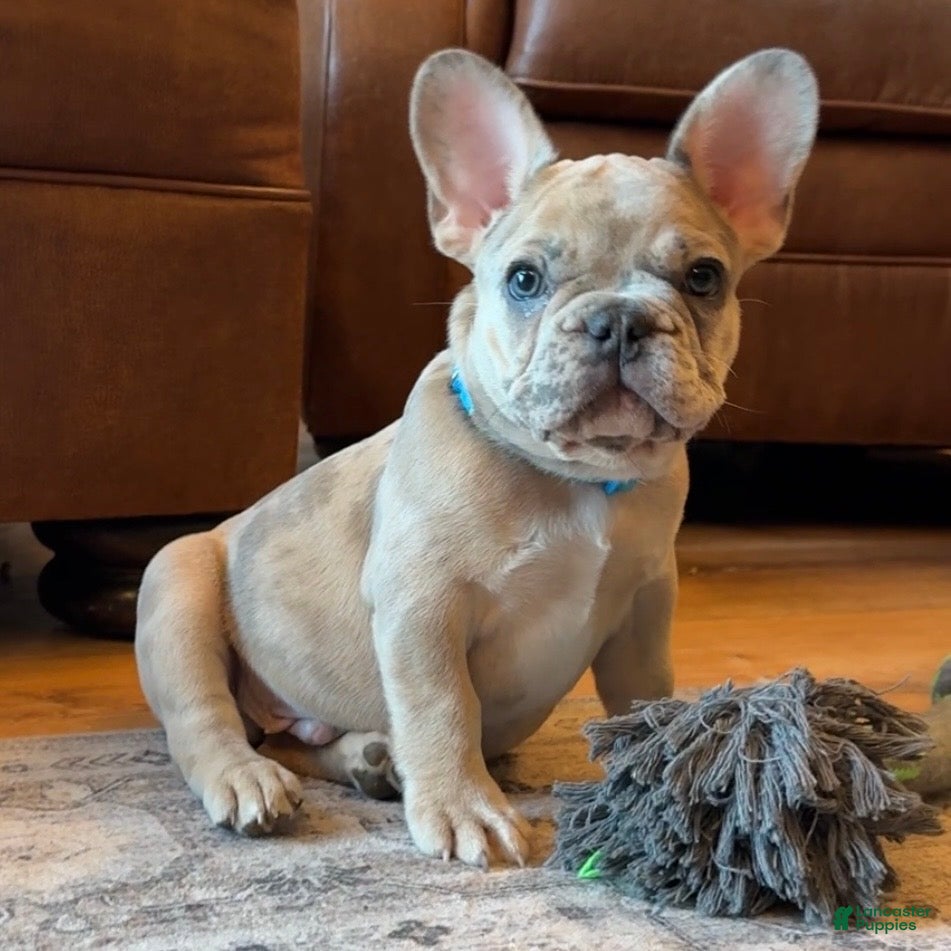 French Bulldog dogs Breeze - Ad 2