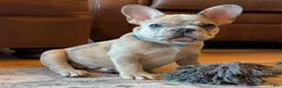 French Bulldog dogs for sale: Breeze - Ad 2