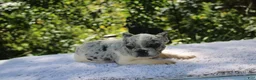 French Bulldog dogs for sale: GONZO -FLUFFY CARRIER (bottle baby) - Ad 5