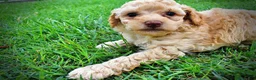 Havapoo dogs for sale: Ajax--SUMMER SALE!! $100 off listed price!!  - Ad 14