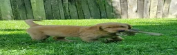 Golden Retriever dogs for sale: Copper - Ad 3