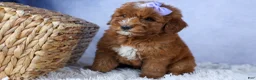 Mini Goldendoodle dogs for sale: 🐾 Meet Natasha – F2B Mini Goldendoodle Puppy 🐾 - Ad 13