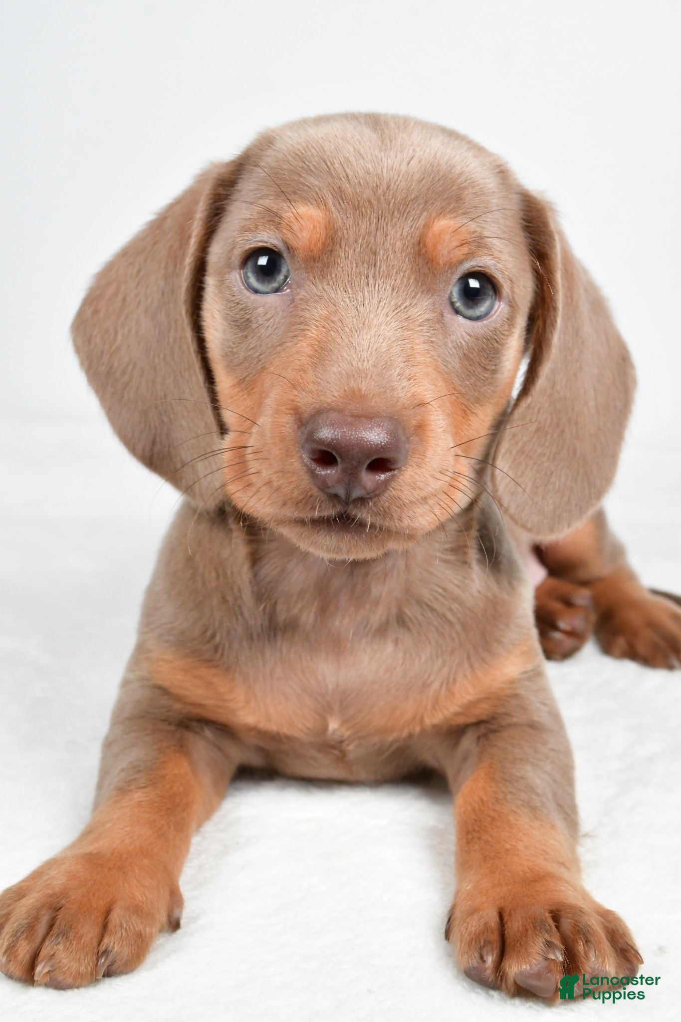 Miniature Dachshund dogs Gus - Ad 2