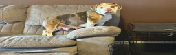 Beabull dogs for sale: Messie - Ad 2
