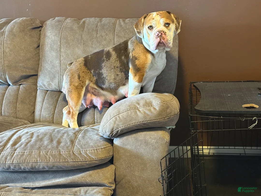 Beabull dogs for sale: Messie - Ad 2
