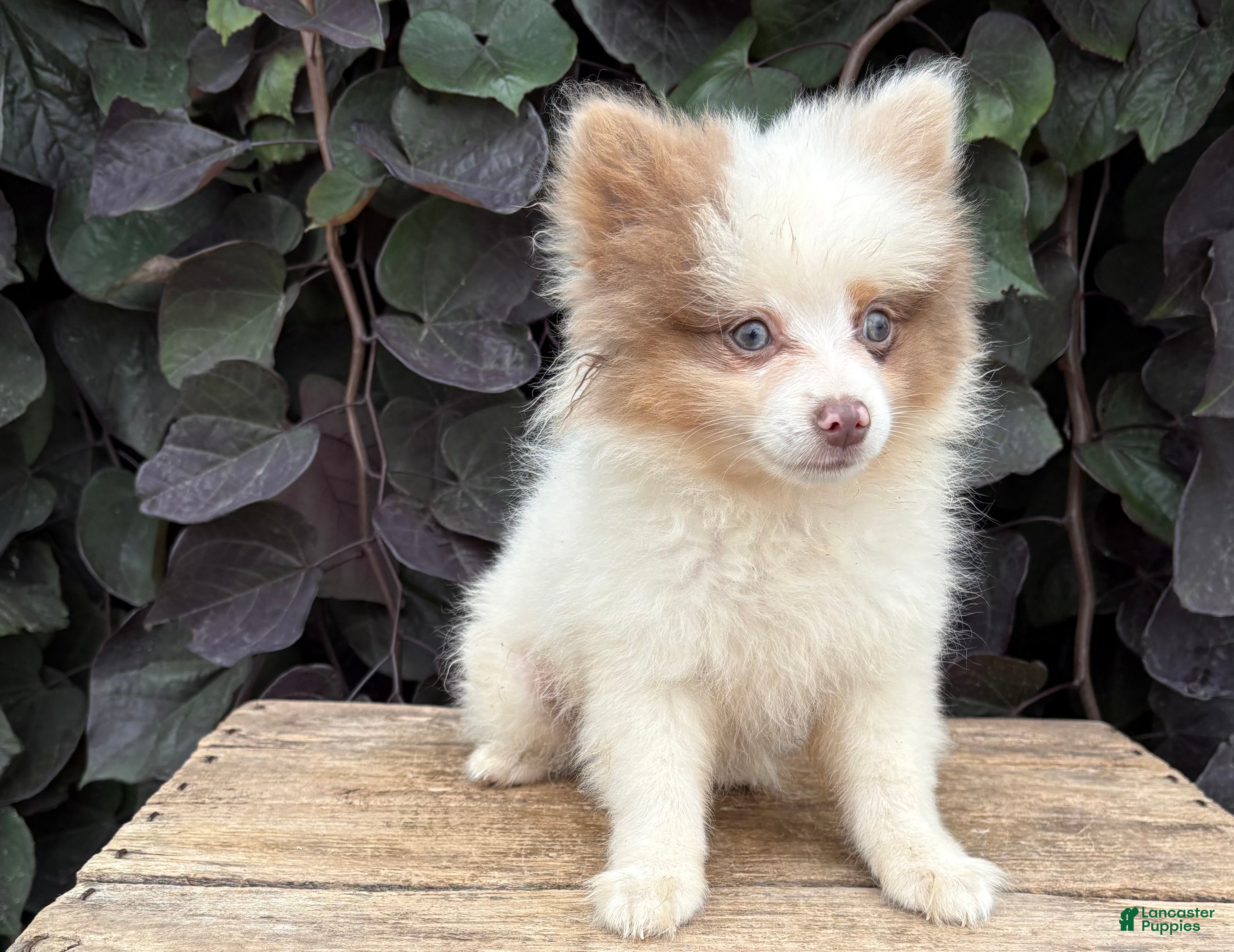 Pomeranian dogs Oliver - Ad 2