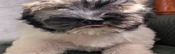 Havanese dogs for sale: Dulce - Ad 10