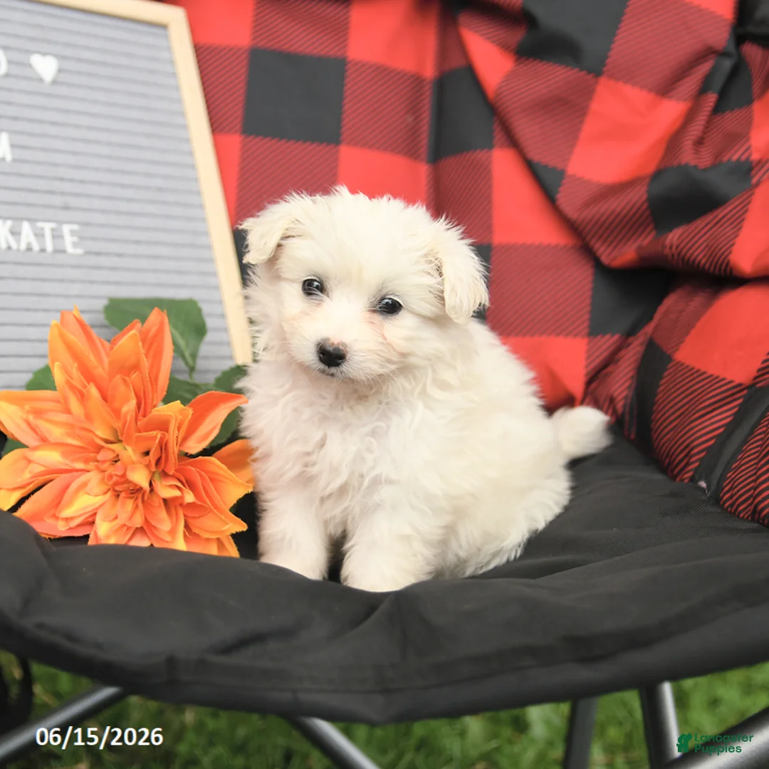 Eskipoo dogs for sale: Kate - Ad 2