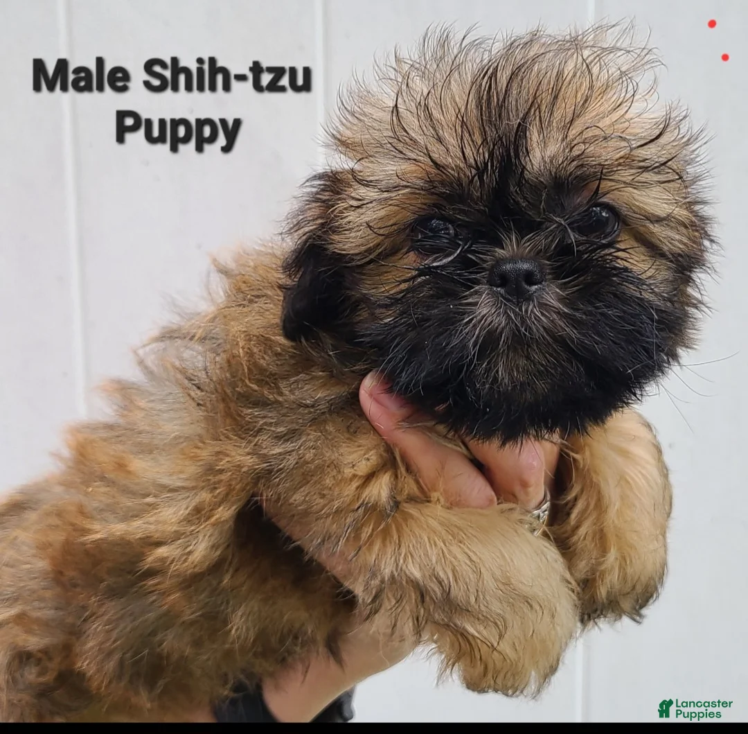 Shih Tzu dogs for sale: Sable Boy  - Ad 2