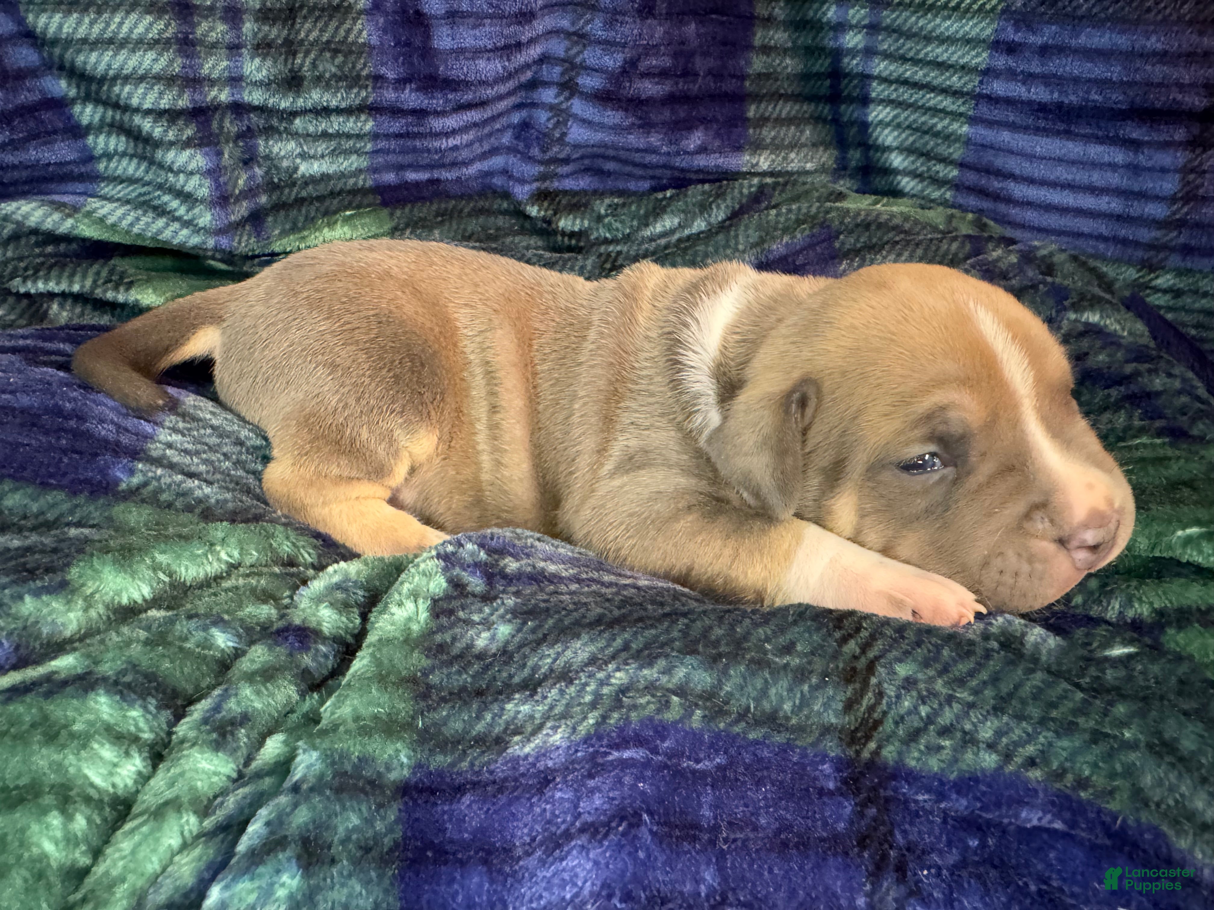 American Bully dogs American Bully Puppy 5 - Ad 1