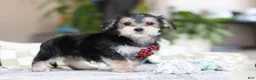 Morkie dogs for sale: Benson - Ad 6