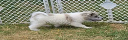 Shar Pei dogs for sale: Nova  - Ad 10