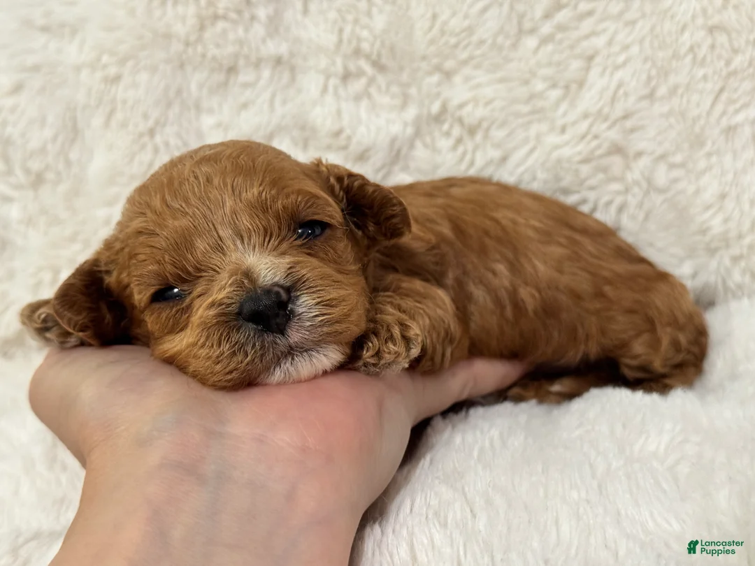 Cavapoo dogs for sale: Bruno - Ad 1