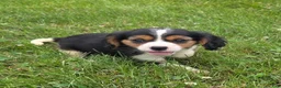 Cavalier King Charles Spaniel dogs for sale: Banjo - Ad 9