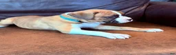 Boxer dogs for sale: Toby - Ad 3