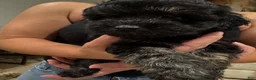 Schnoodle dogs for sale: George Lopez - Ad 3
