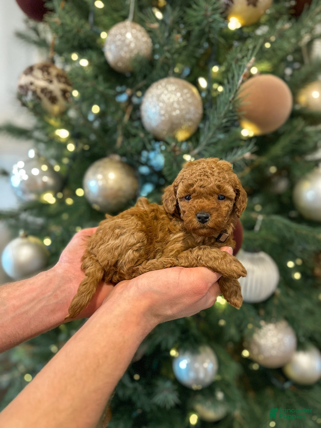 Mini Goldendoodle dogs for sale: Maple - Ad 2