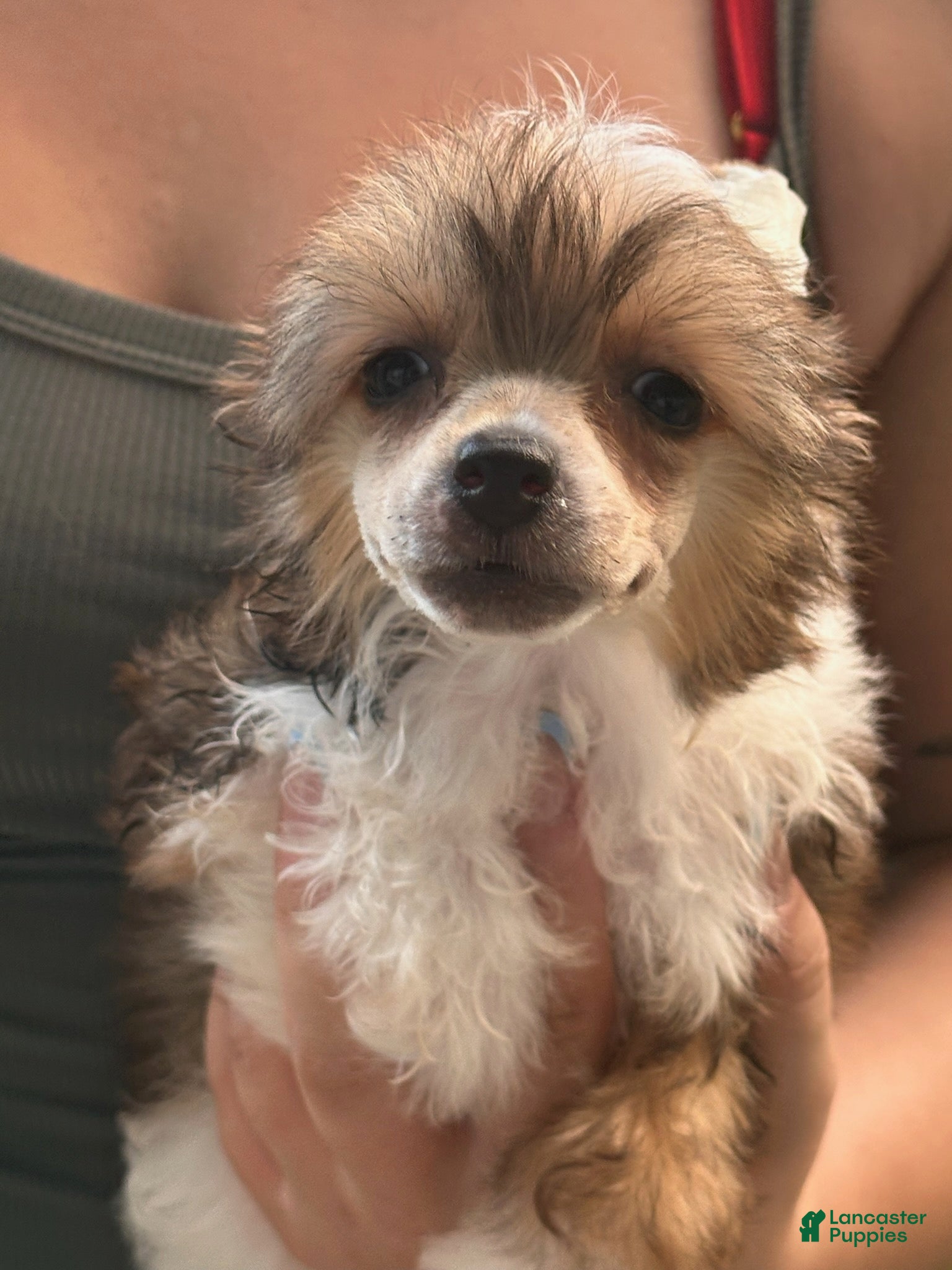 Chinese Crested dogs Jolene  - Ad 1