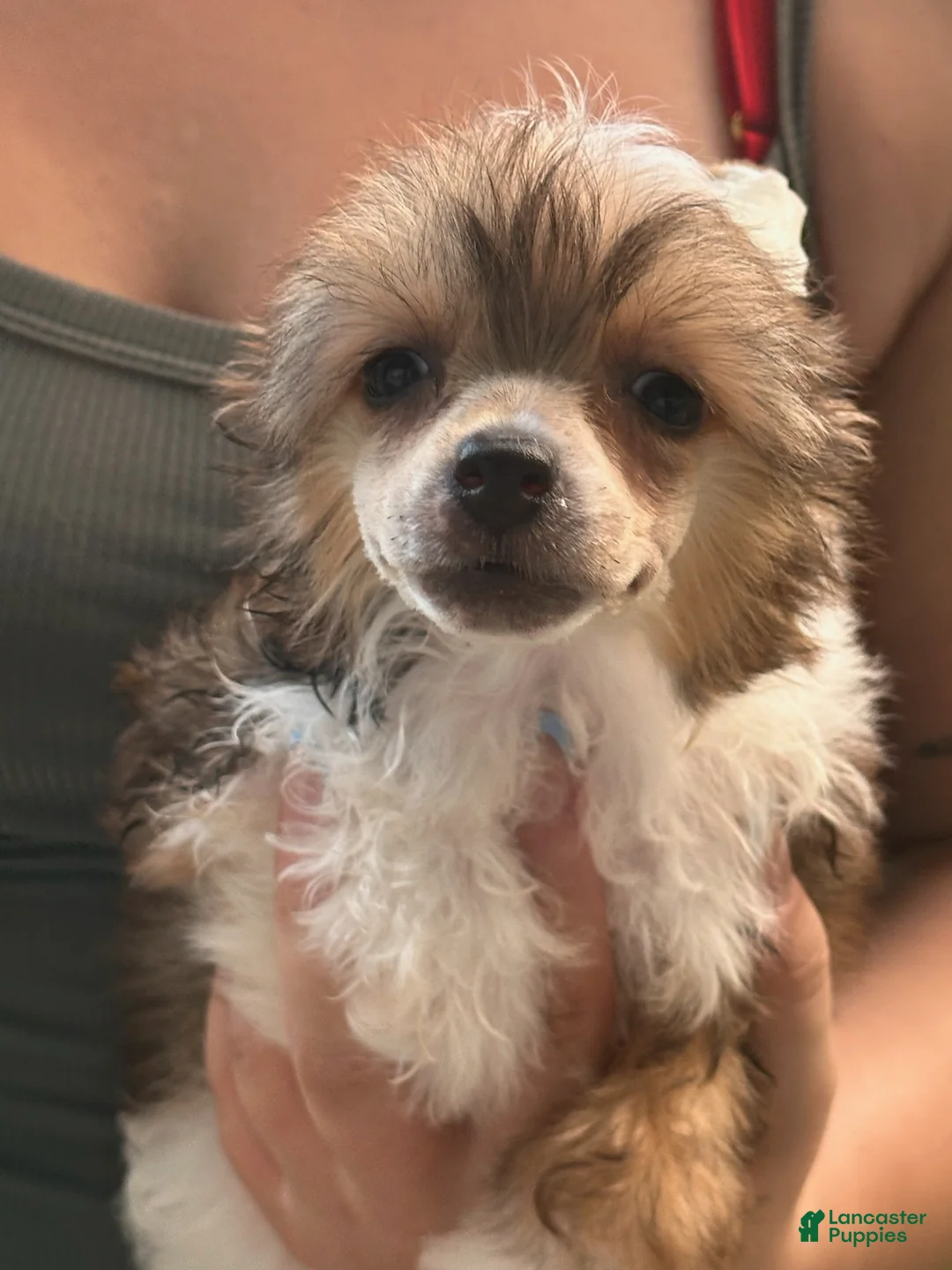 Chinese Crested dogs for sale: Jolene  - Ad 1
