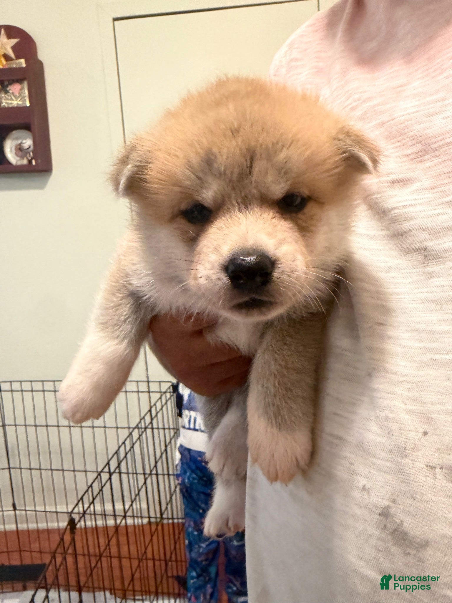 Akita dogs for sale: Triumph  - Ad 3