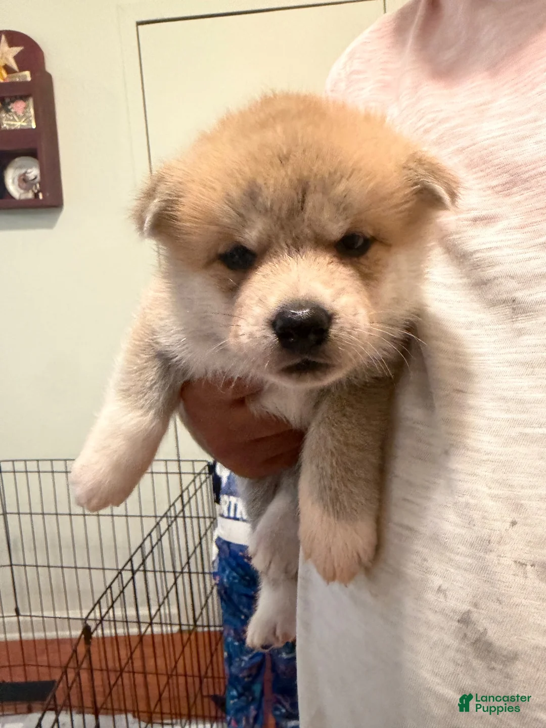 Akita dogs for sale: Triumph  - Ad 1