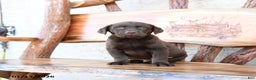 Labrador Retriever dogs for sale: Zoom   - Ad 2