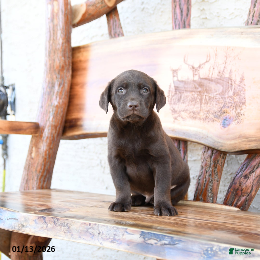 Labrador Retriever dogs for sale: Zoom   - Ad 2