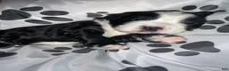 Bernedoodle dogs for sale: Suzy - Ad 6