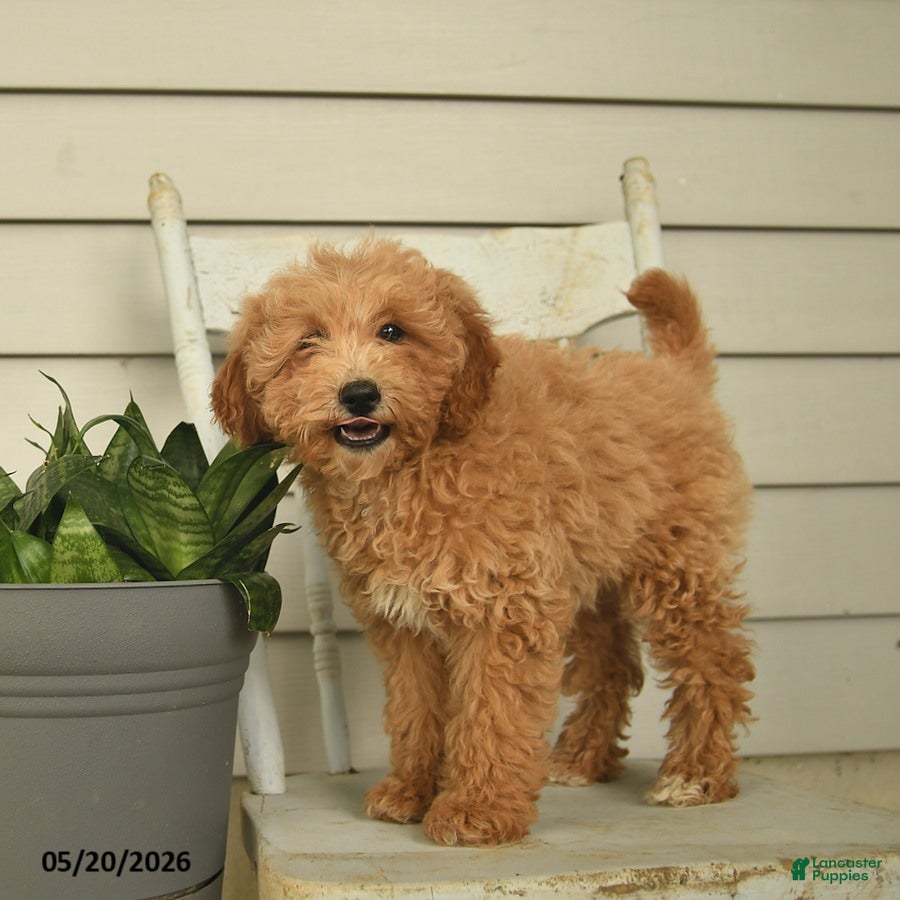 Mini Goldendoodle dogs Juliet - Ad 2